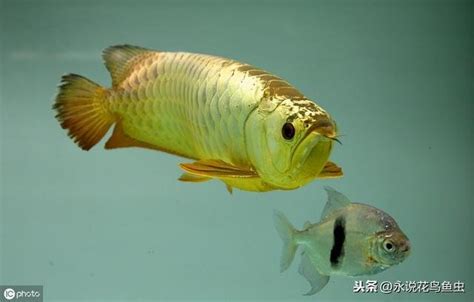 龍魚水溫|龍魚水溫多少合適，多久換一次水